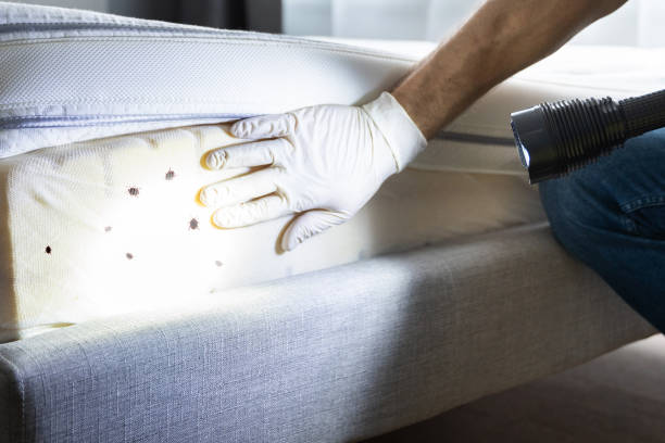 Best Bed Bug Extermination  in Greenport West, NY