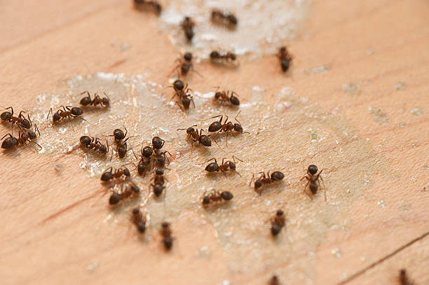 Best Mosquito Control Services  in Greenport West, NY